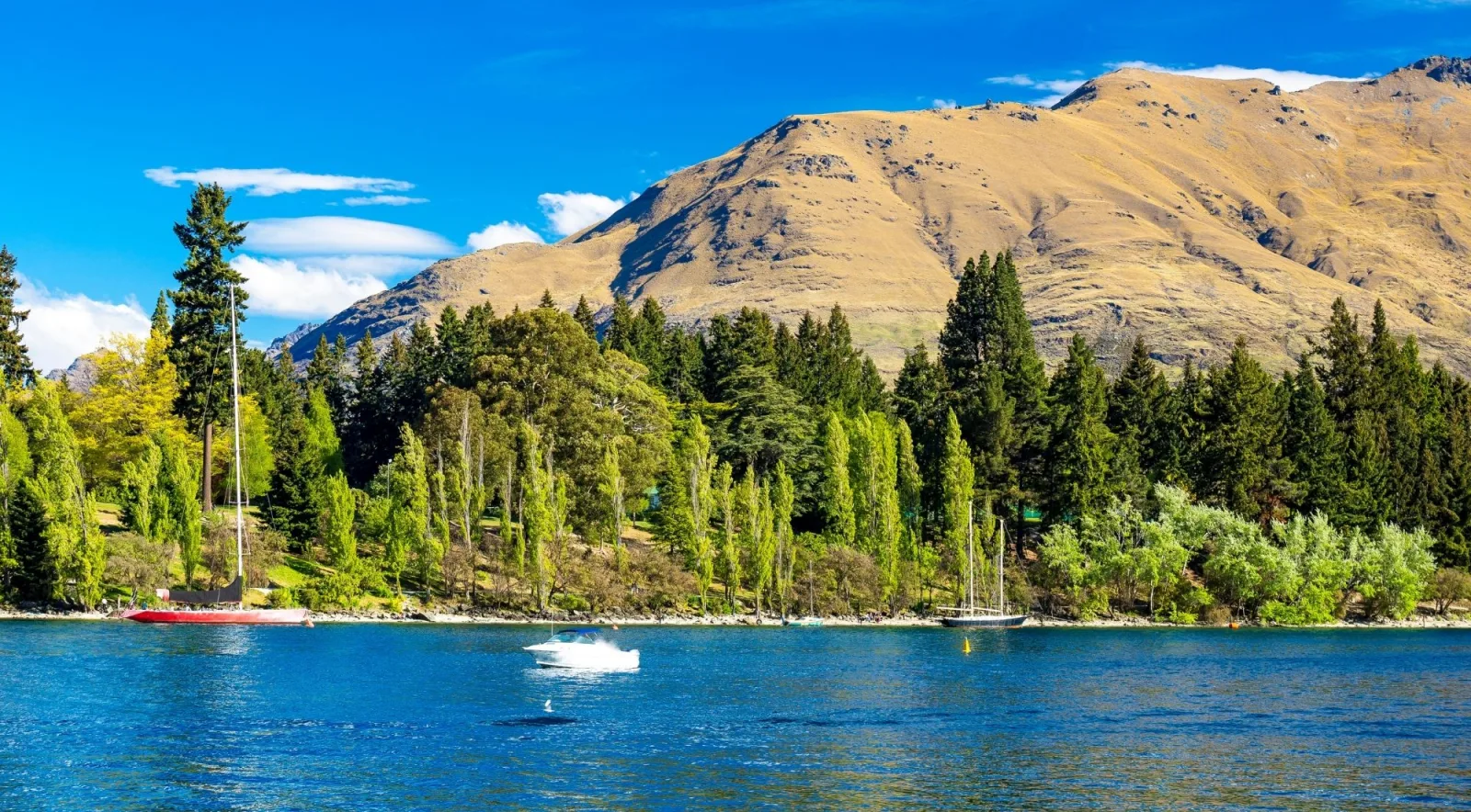 Lake Wakatipu with moored yachts, poplars along the shore and a tussock mountain above