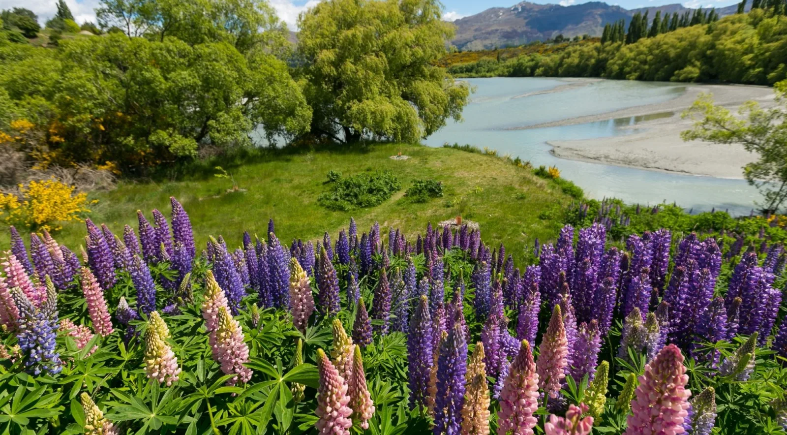 Purple and pink lupins flowering on a riverbank in front of willows