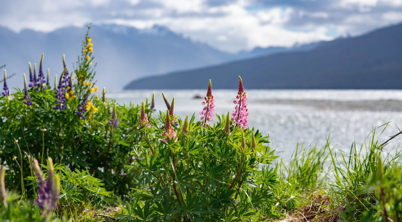 Lupins in the foreground with a lake and cloud-covered mountains behind
